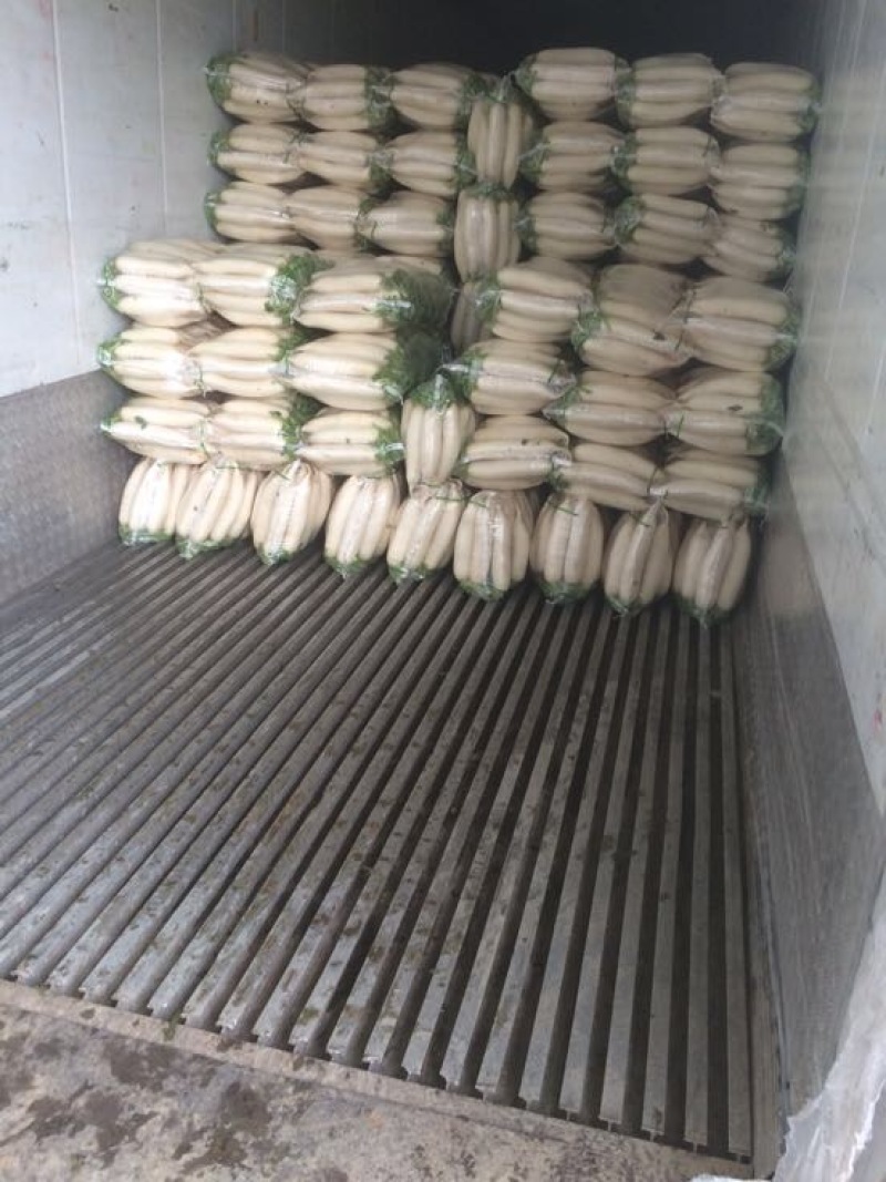 白萝卜