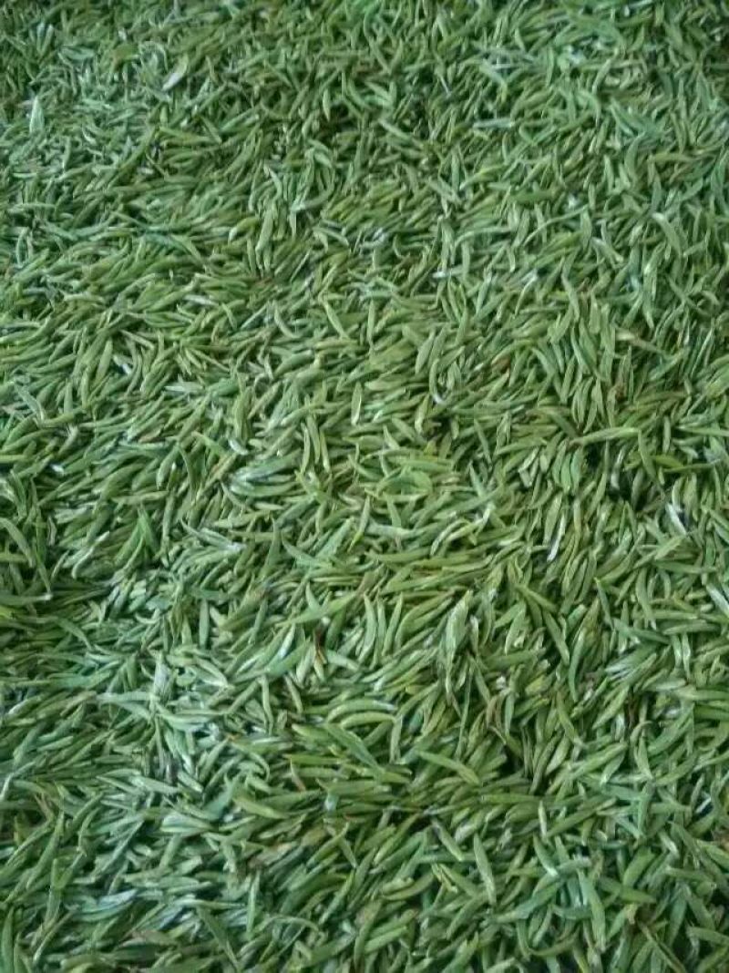 本山茶特级