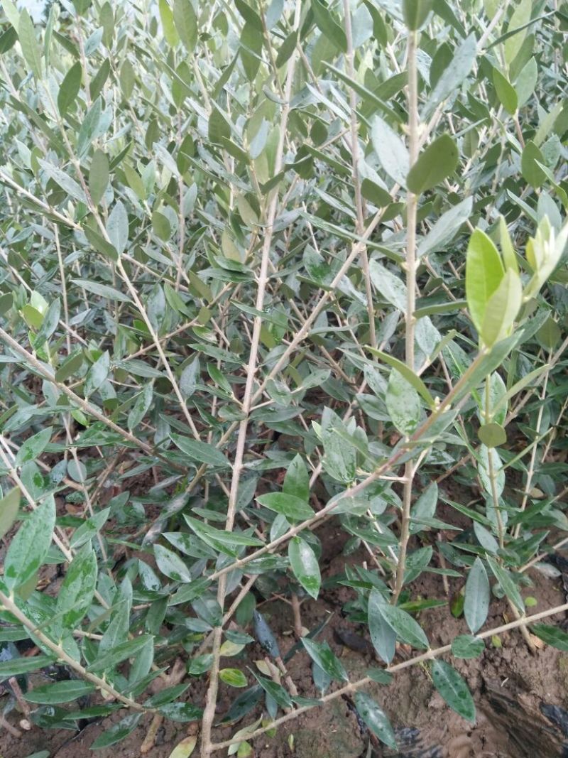 油橄榄苗木基地直销