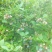 蓝莓鲜果8~10mm以上