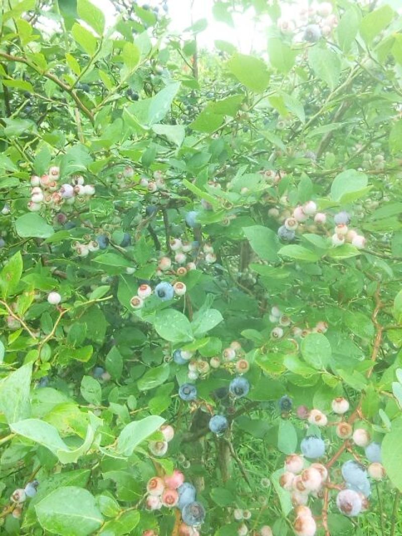 蓝莓鲜果8~10mm以上