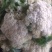 松花菜多品种大量供应！本合作社散装带套装箱配套冷库