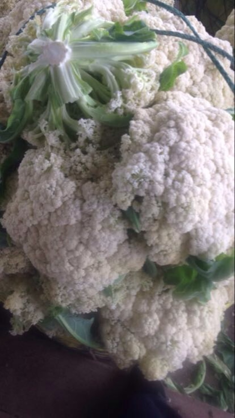 松花菜多品种大量供应！本合作社散装带套装箱配套冷库