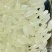 稻花香大米特级新米