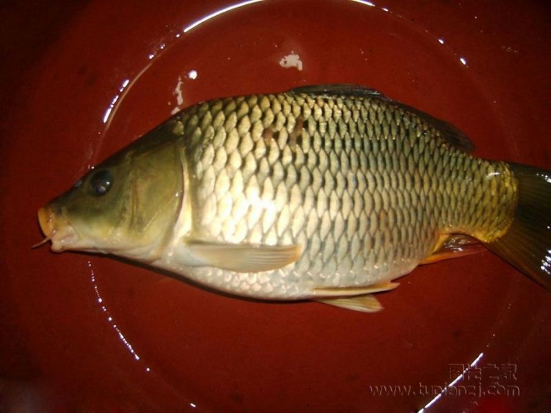 建鲤食用1~2公斤