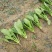 大叶菠菜20~25厘米
