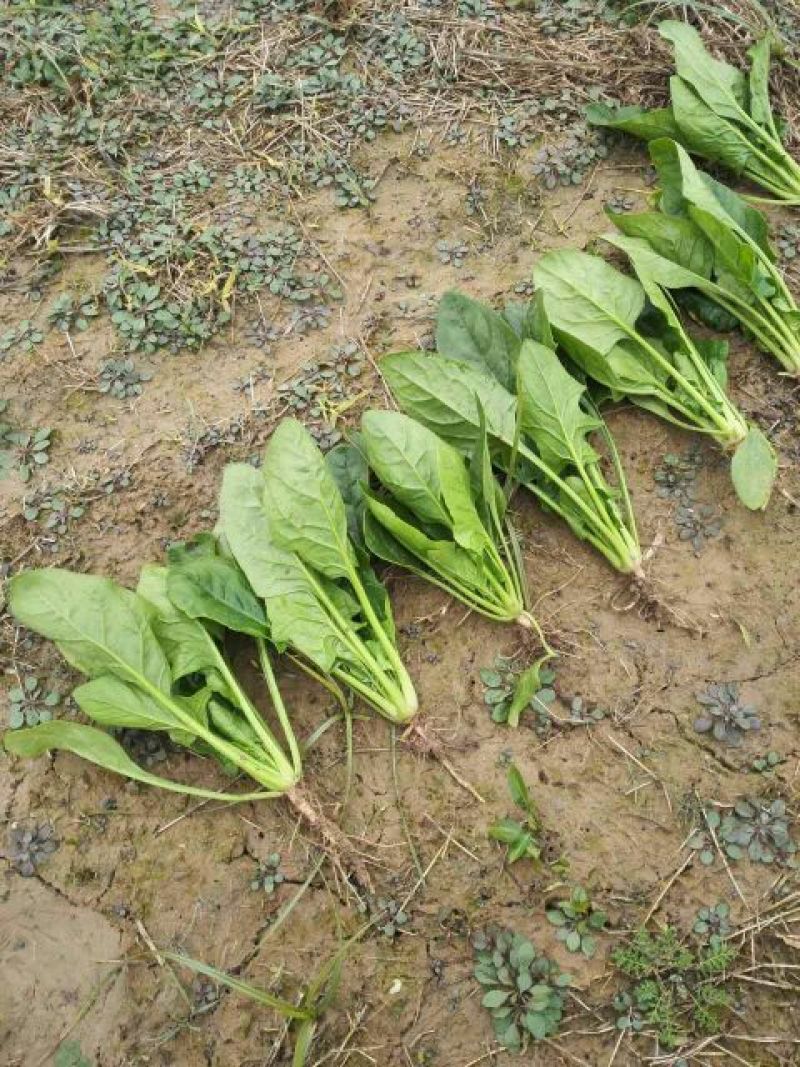 大叶菠菜20~25厘米