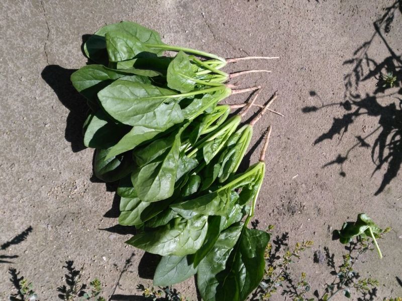 夏菠菜15~20厘米