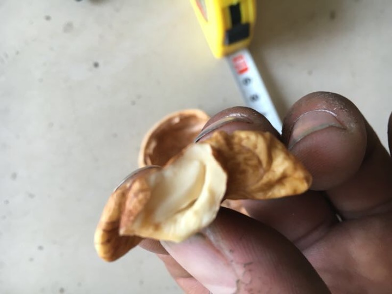 薄皮核桃