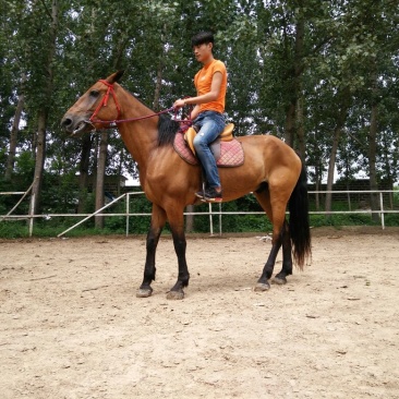 肉马300~400kg