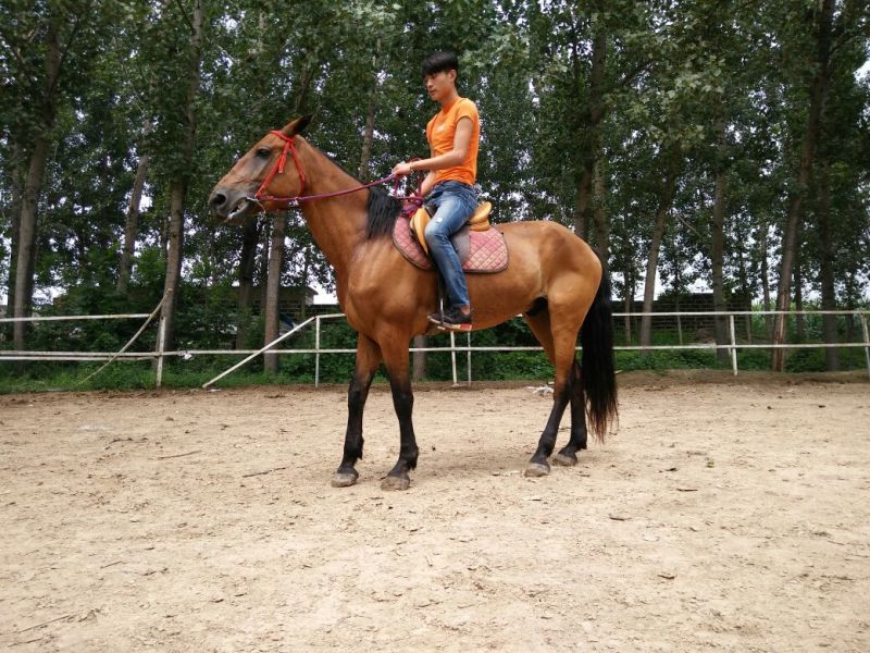 肉马300~400kg