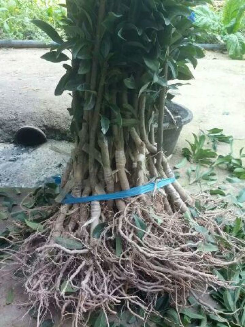 正宗东魁杨梅嫁接苗南北方都可以种植成活率好