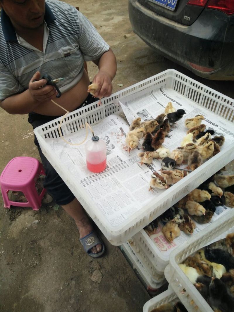 土鸡苗250克以下出壳苗