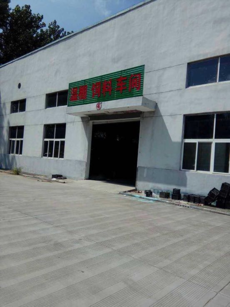 鹅苗