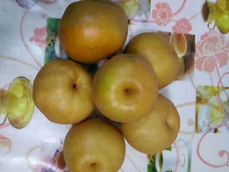 晚秋黄梨550~600g纸袋
