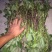 商薯19红薯苗龙薯9西瓜红紫薯