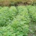 青钱柳茶一级