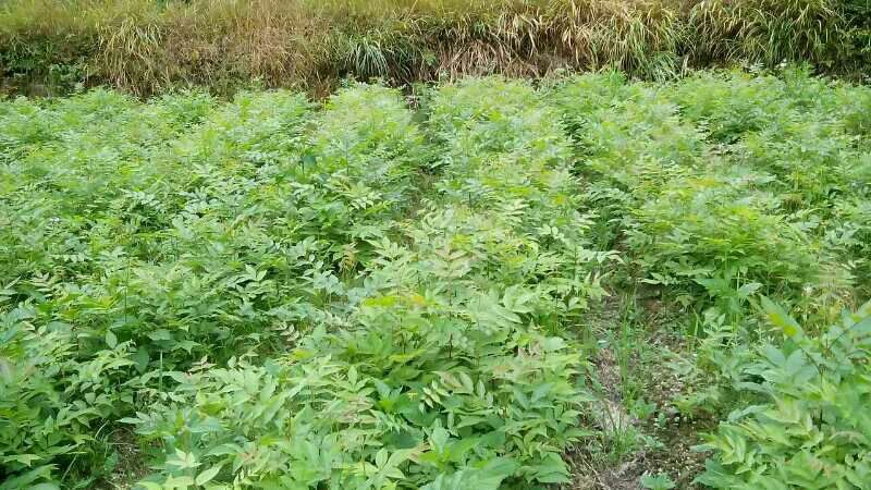 青钱柳茶一级
