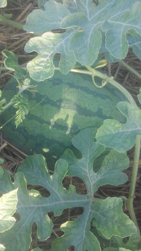 河南周口市太康县龙卷风西瓜 10斤打底 9成熟