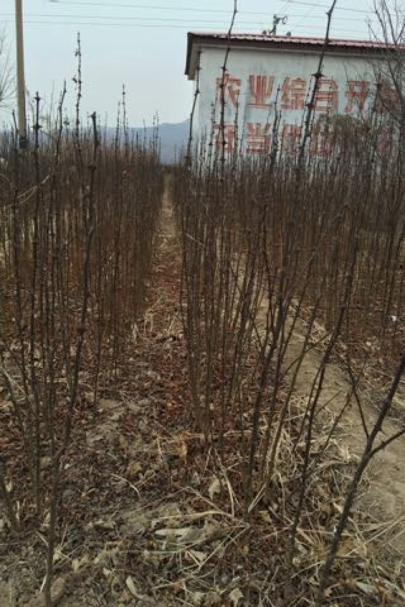 花椒苗