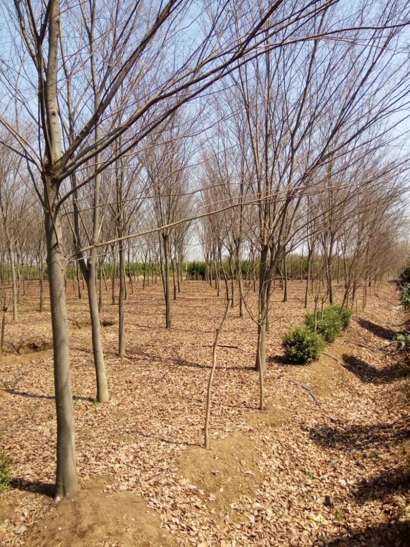 江苏榉树价格苗圃规格齐全无中介
