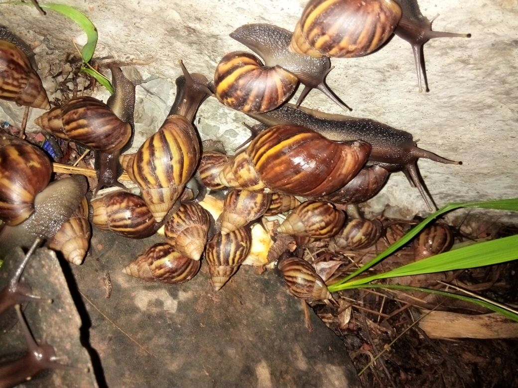 广东云浮市罗定市褐云玛瑙蜗牛批发_许锦成供应_一亩田农业网