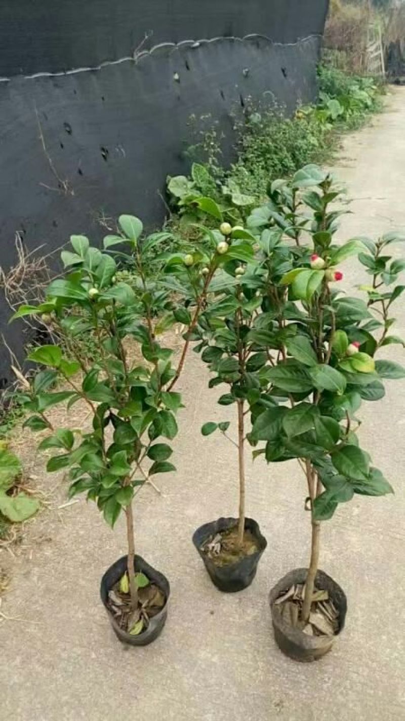 茶花树
