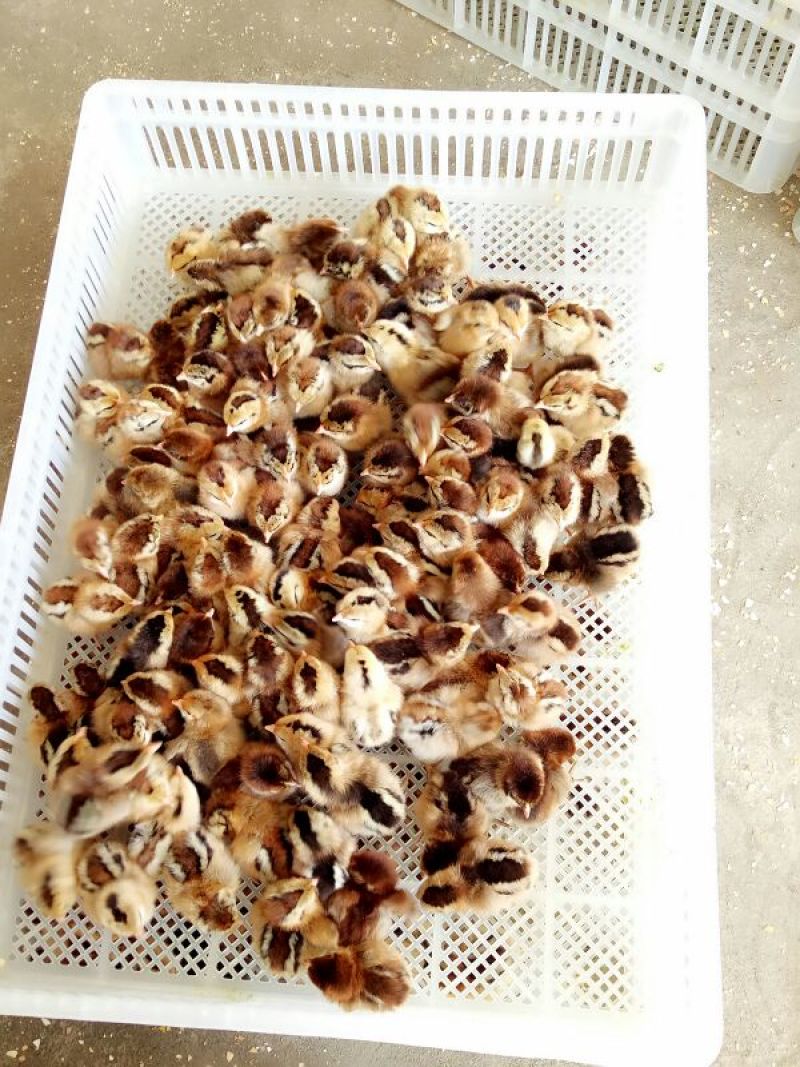 粉蛋食用40~50g