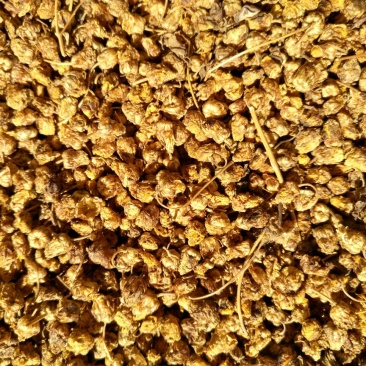 野菊花颗粒