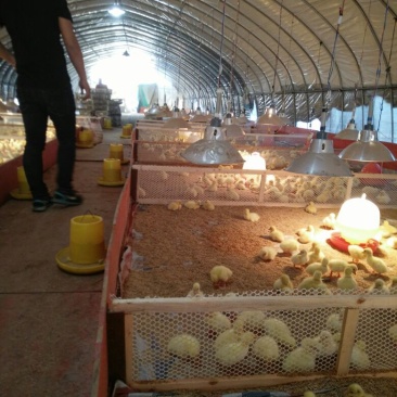 泰州白鹅鹅苗250g以下