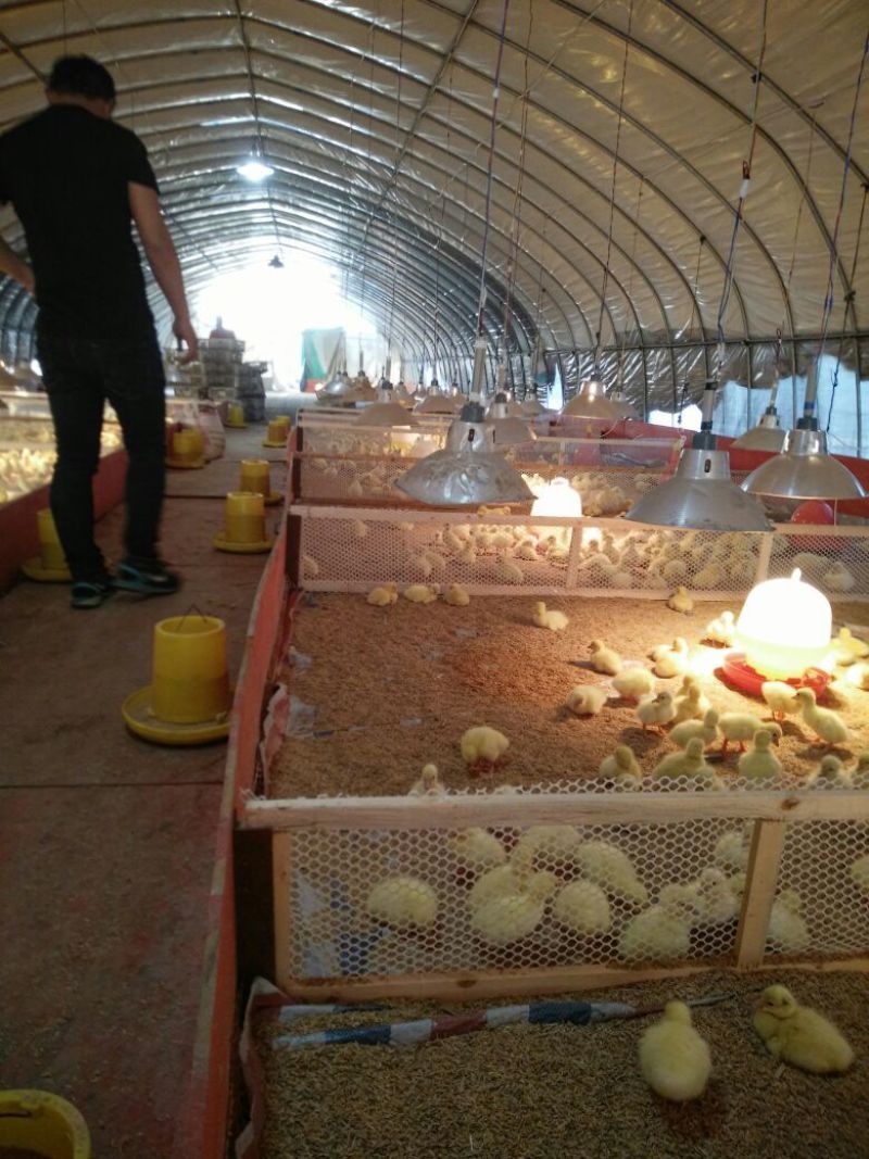 泰州白鹅鹅苗250g以下
