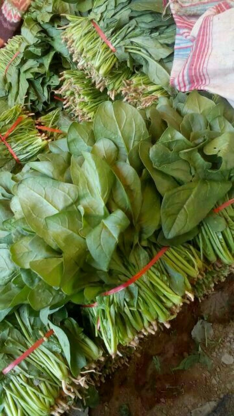 优质圆叶小菠菜15-20厘米，万亩基地