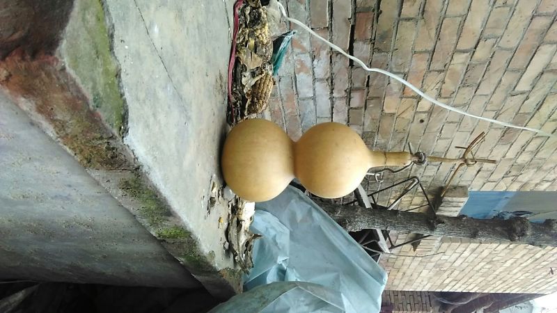 长嘴亚腰葫芦35~45cm