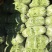 蛇豆大量上市欢迎新老客户选购