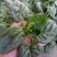 黑叶菠菜10~15厘米