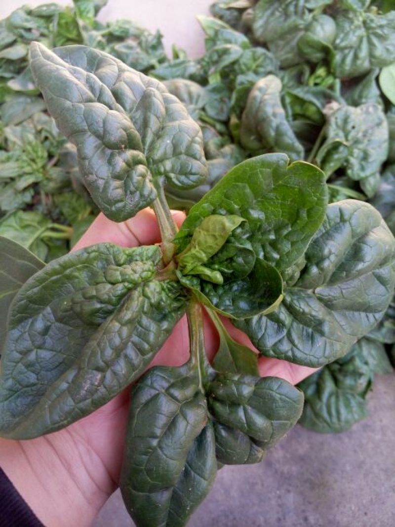 黑叶菠菜10~15厘米