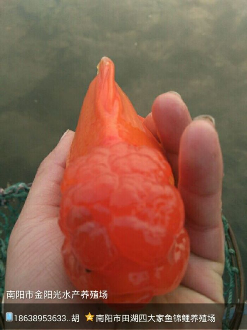 锦鲤