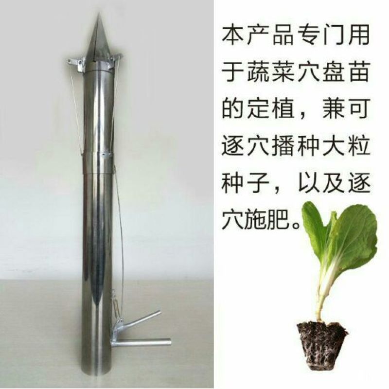 红薯苗15~25cm