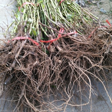 葡萄树50~80cm