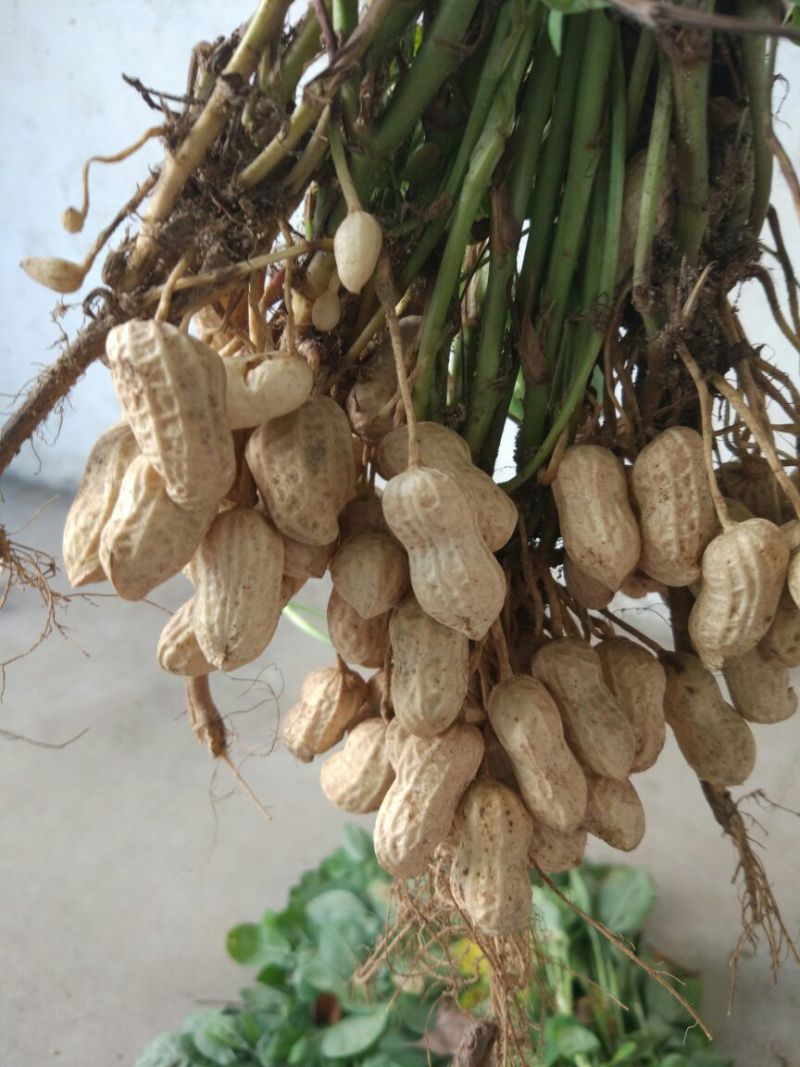 花生鲜货带壳