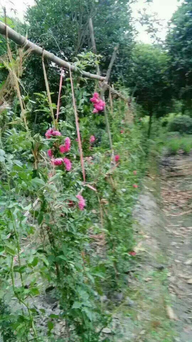 蔷薇花10~20cm