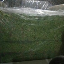 西芹55cm以上