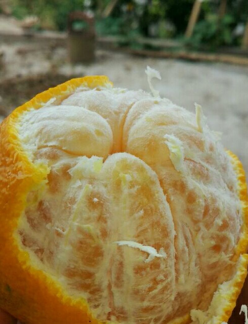 不知火柑桔7.5~8cm
