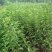 红王子锦带花苗50~80cm包指导包技术包成活