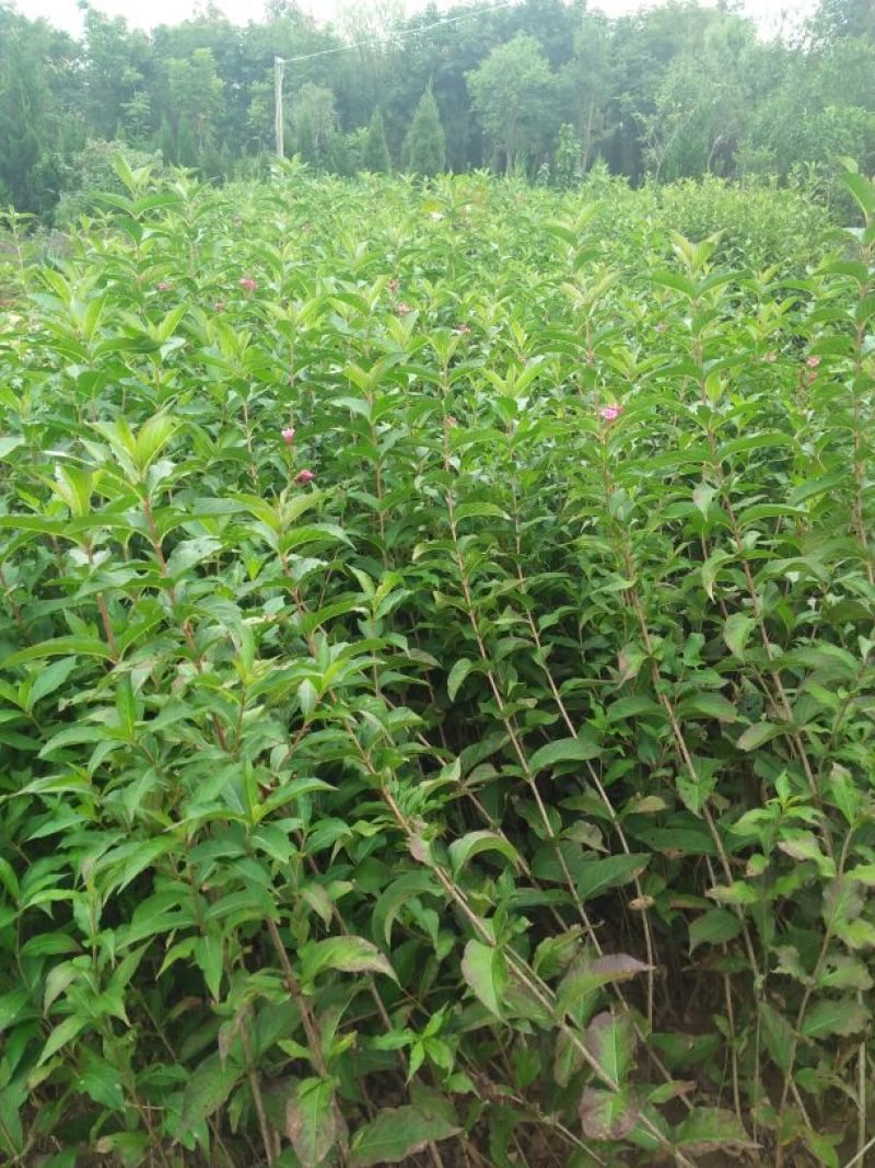 红王子锦带花苗50~80cm包指导包技术包成活