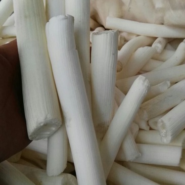 通草/木通，空心木，大通货量大质量好价格优对接全