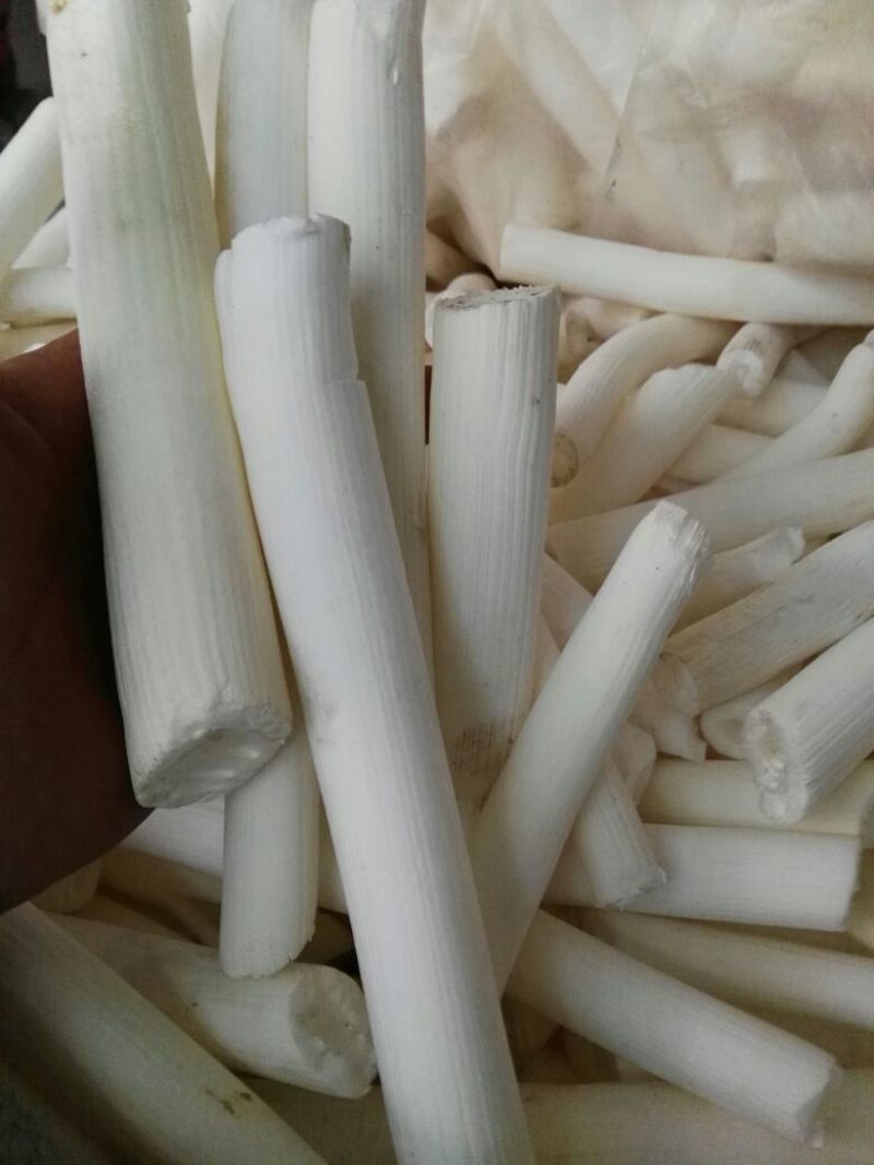 通草/木通，空心木，大通货量大质量好价格优对接全
