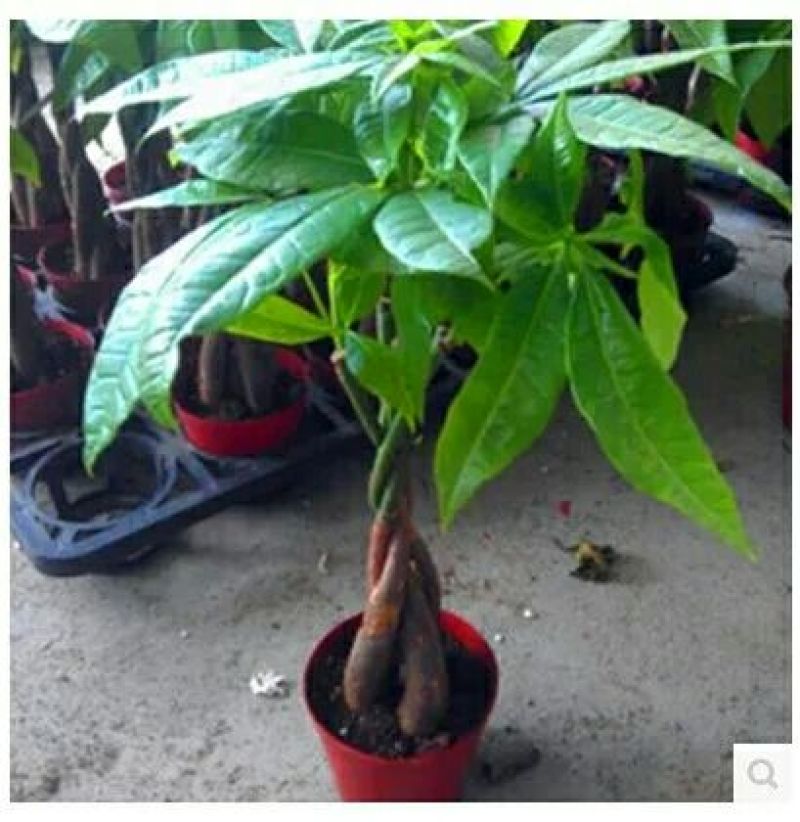 发财树含盆