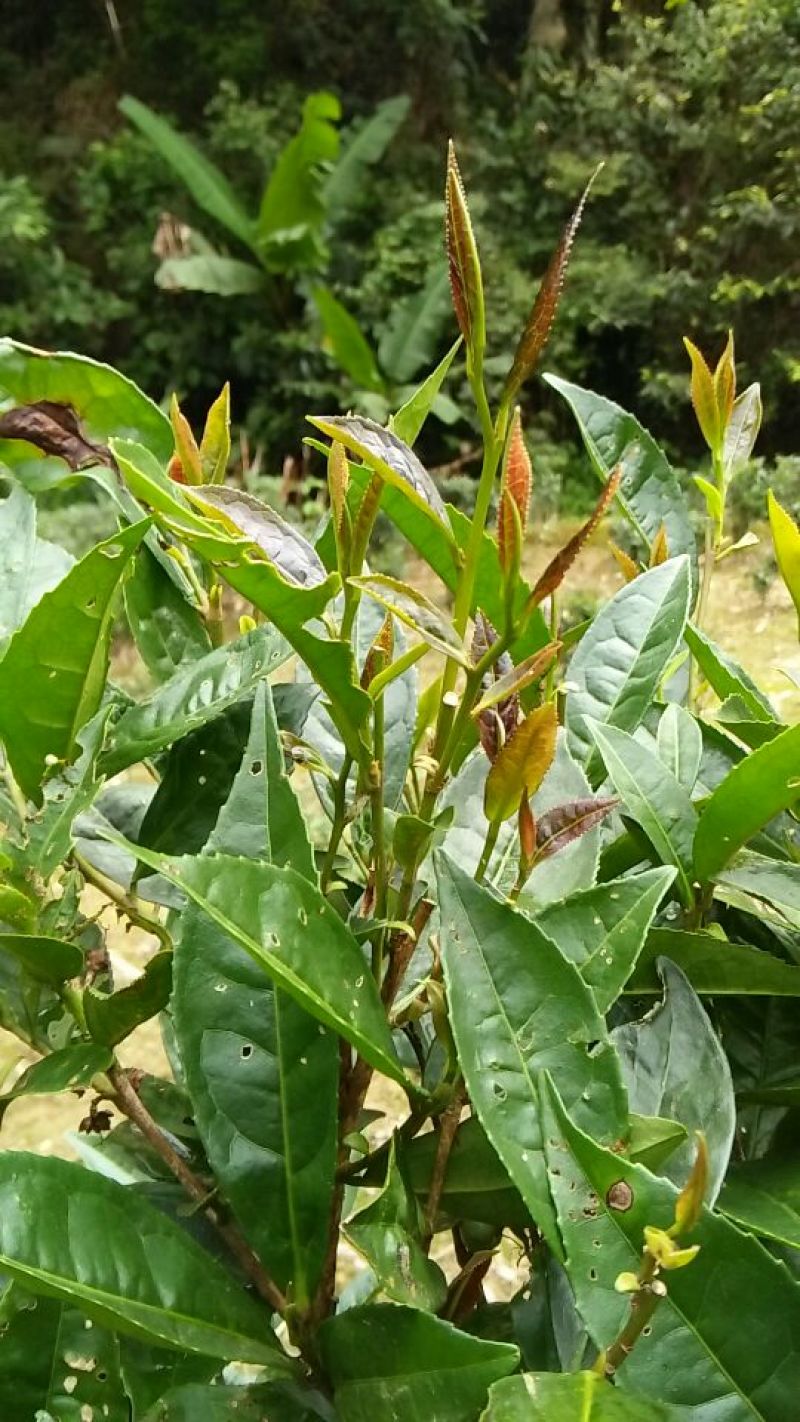 砖茶特级