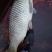 河鲤鱼食用2~3公斤
